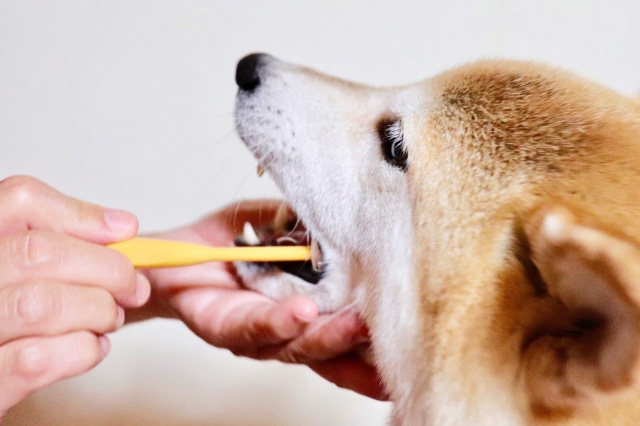 歯を磨く犬