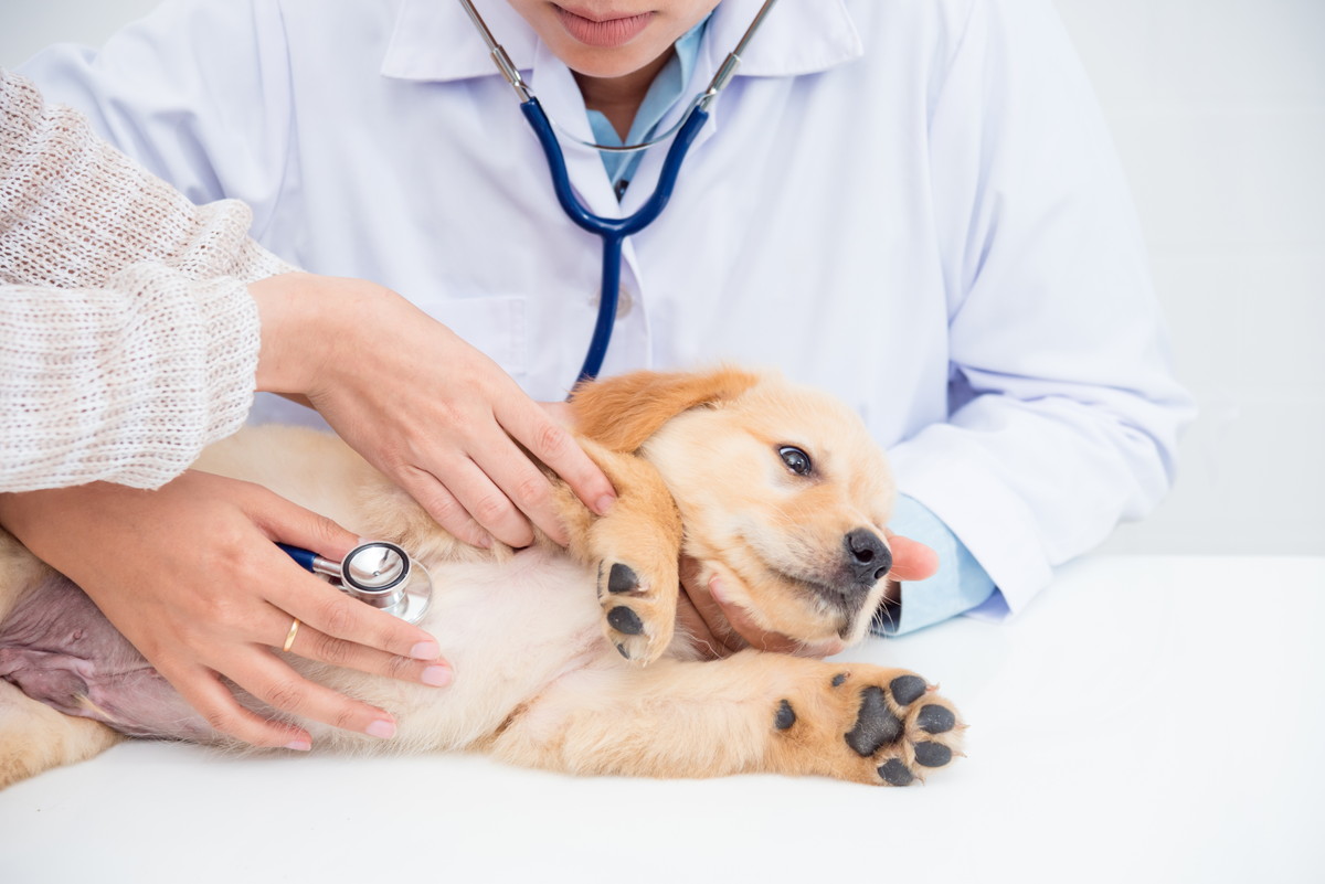 お腹に聴診器をあてられる犬