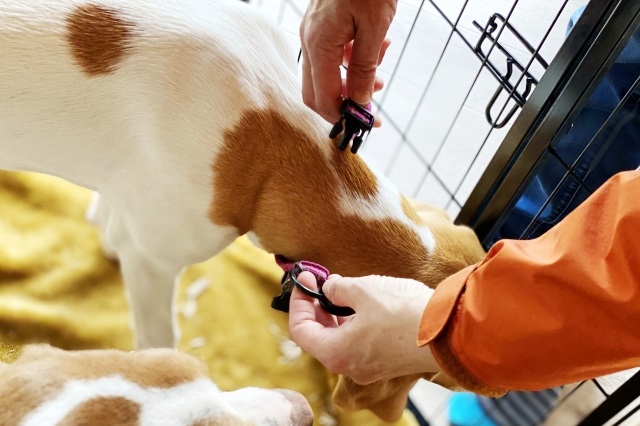 首輪をつける犬