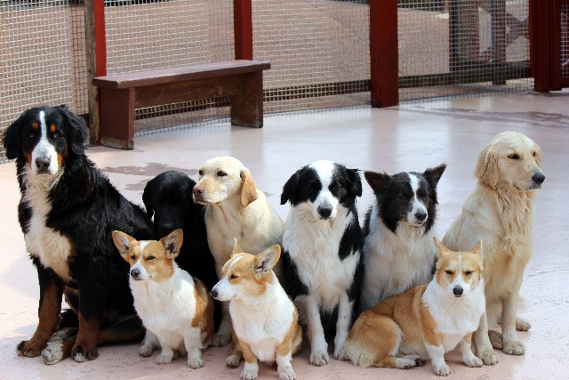 たくさんの犬