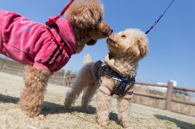 散歩する2匹の犬