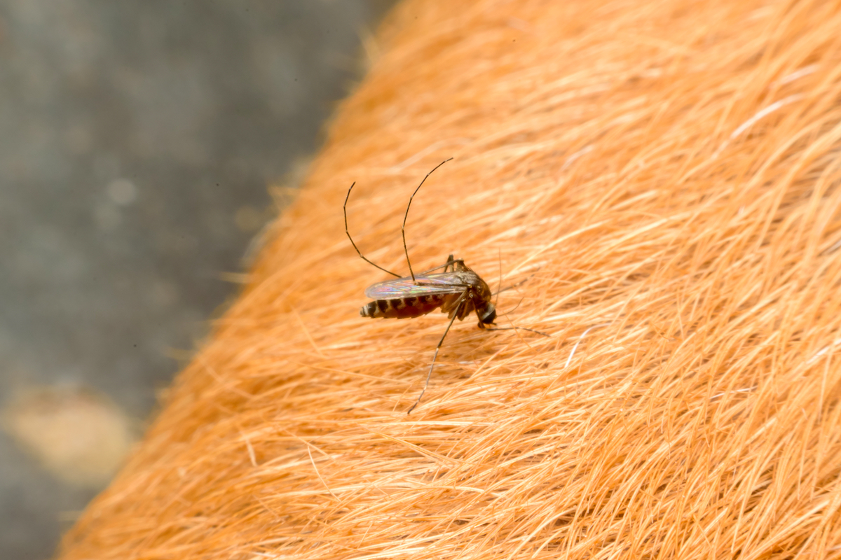 動物についている害虫