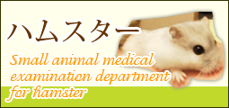 港区芝浦・お台場・田町・銀座・江東区豊洲・有明エリアの動物病院　芝浦動物医療センターの画像　ハムスター